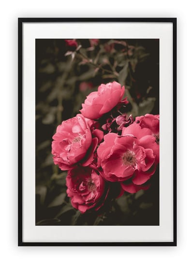 Plakat 40x50 cm Kwiaty rosliny rózowe piekne WZORY Printonia