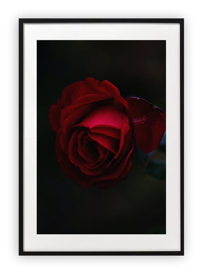 Plakat 40x50 cm Róża Kwiat Rośliny WZORY Printonia