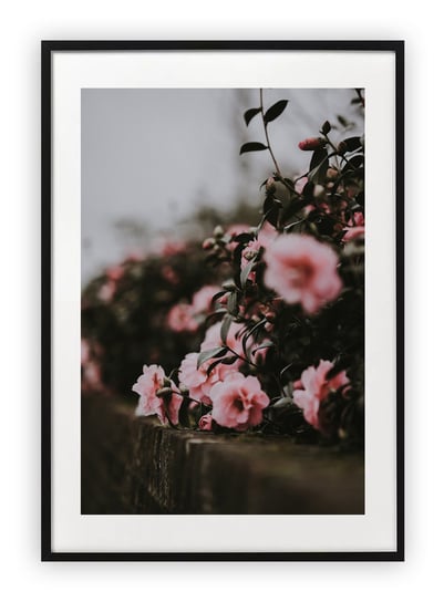 Plakat 40x50 cm Rózowe róże kwiaty WZORY Printonia
