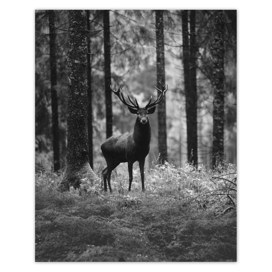 Plakat 40x50 Jeleń w lesie B&W ZeSmakiem
