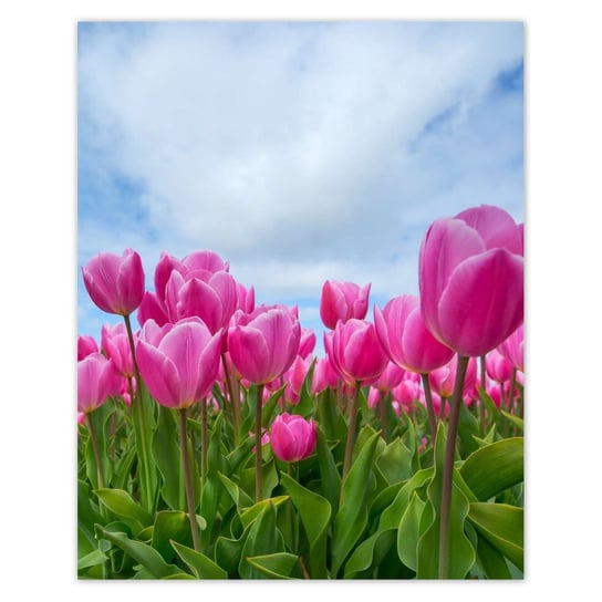 Plakat 40x50 Tulipany Kwiaty Kwiatki ZeSmakiem