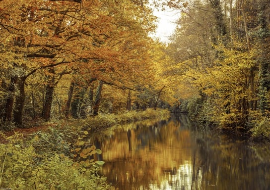 Plakat 42x29,7cm Kanał przez las 2, Assaf Frank Inna marka