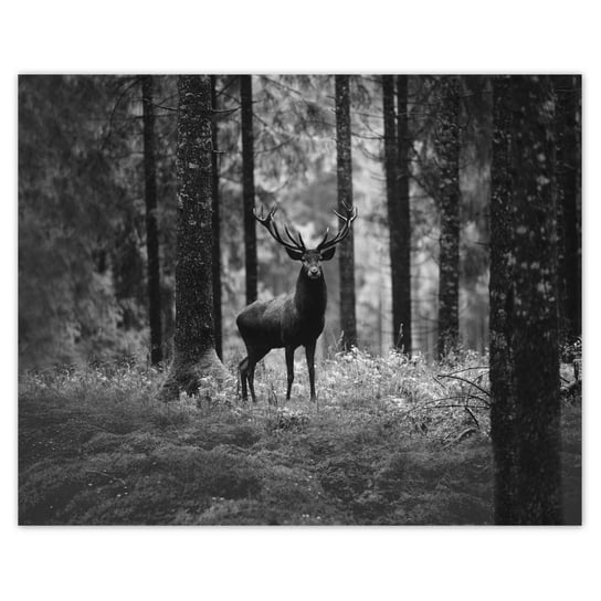 Plakat 50x40 Jeleń w lesie B&W ZeSmakiem