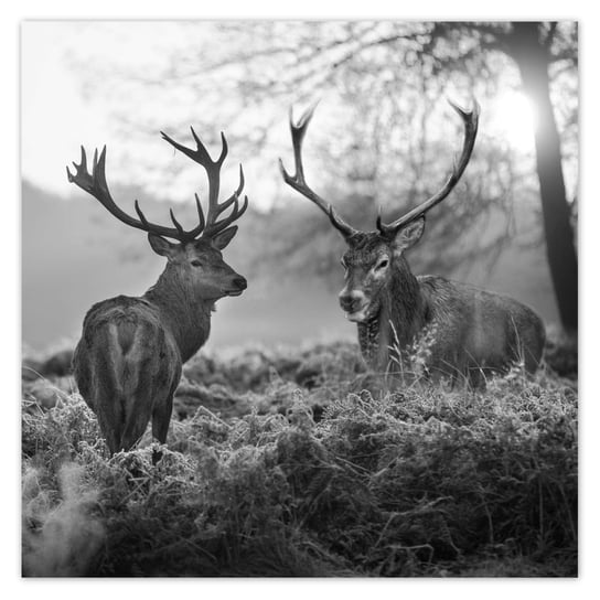Plakat 50x50 Czarno-białe jelenie ZeSmakiem