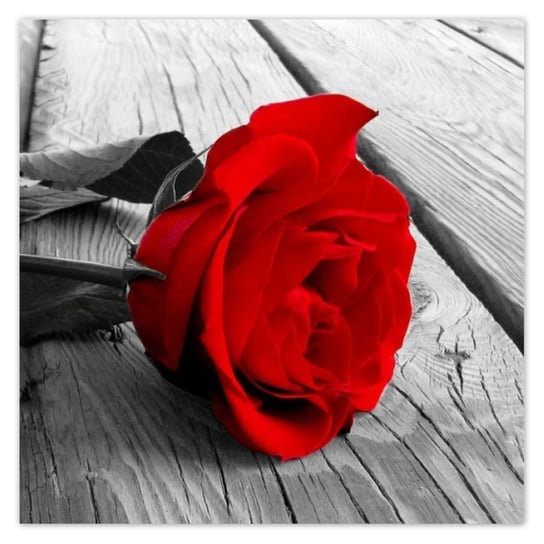 Plakat 50x50 Czerwona róża na deskach ZeSmakiem
