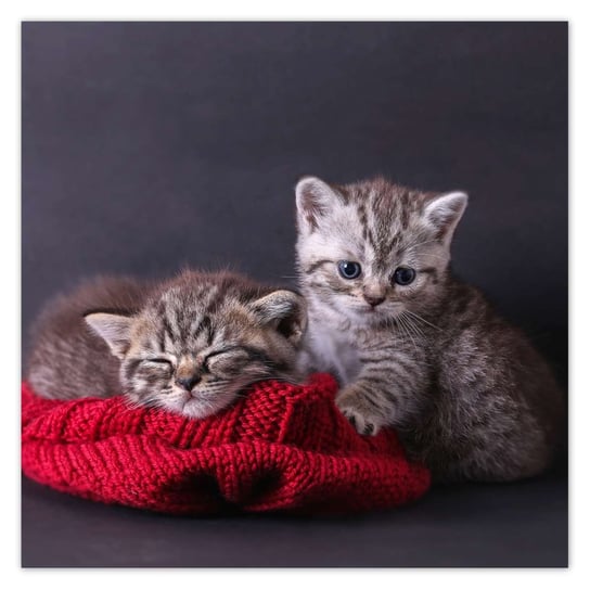 Plakat 50x50 Dwa słodkie kotki ZeSmakiem