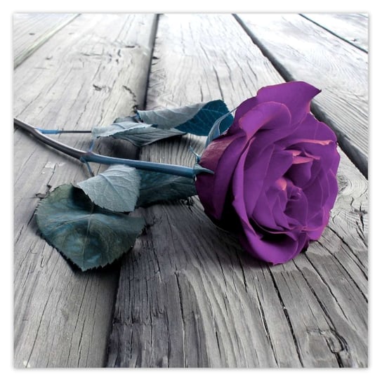 Plakat 50x50 Fioletowa róża ZeSmakiem