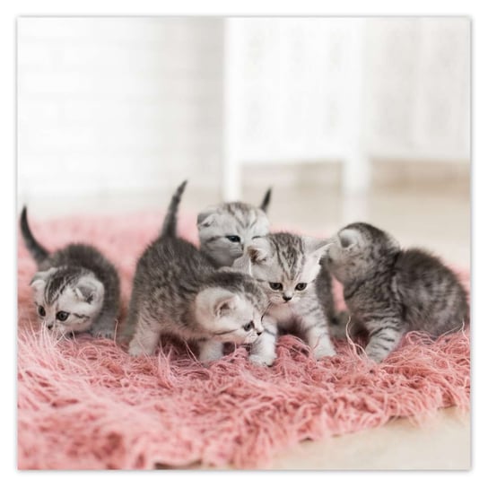 Plakat 50x50 Pięć małych kotków ZeSmakiem