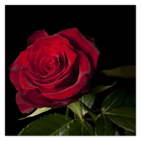 Plakat 50x50 Śliczna róża ZeSmakiem