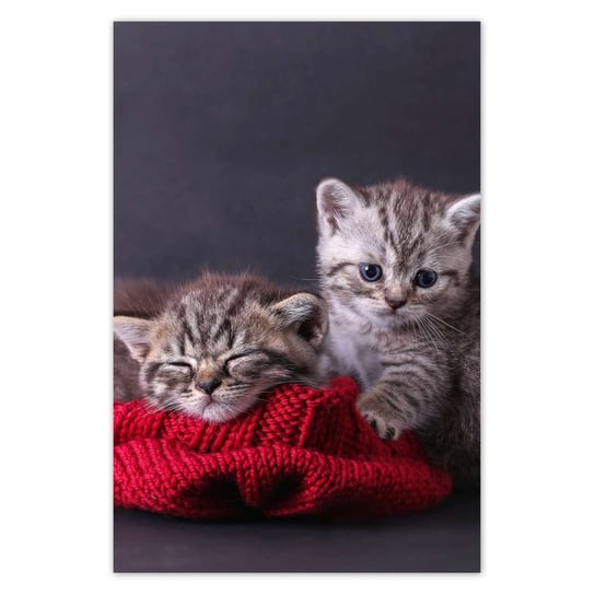 Plakat 60x90 Dwa słodkie kotki ZeSmakiem