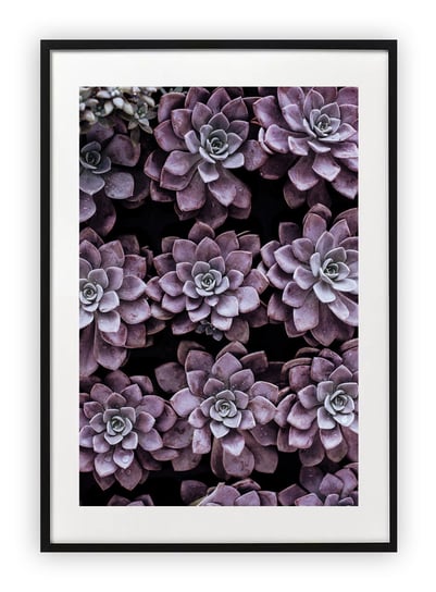 Plakat 61x91 cm  Kwiaty Natura Rośliny WZORY Printonia
