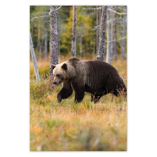 Plakat 62x93 Niedźwiedź w lesie ZeSmakiem