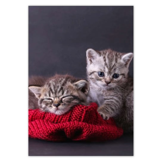 Plakat 70x100 Dwa słodkie kotki ZeSmakiem