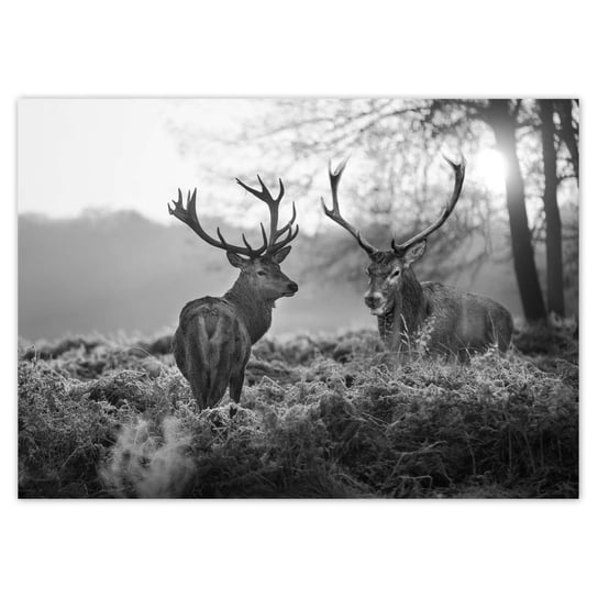 Plakat 70x50 Czarno-białe jelenie ZeSmakiem