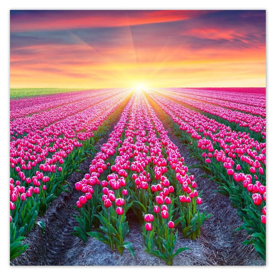 Plakat 70x70 Morze tulipanów Kwiaty ZeSmakiem