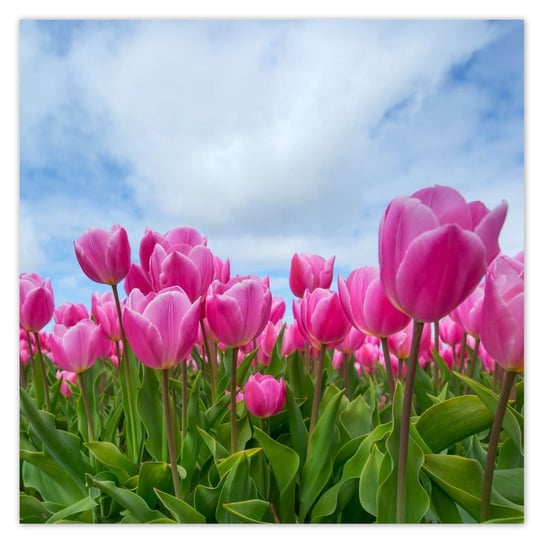 Plakat 70x70 Tulipany Kwiaty Kwiatki ZeSmakiem