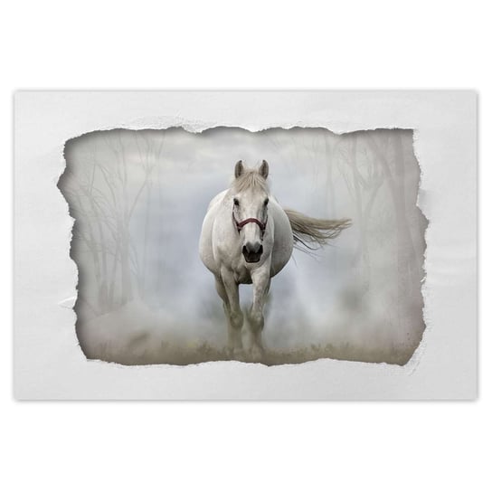 Plakat 90x60 Biały koń ZeSmakiem