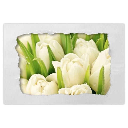 Plakat 90x60 Delikatne tulipany ZeSmakiem