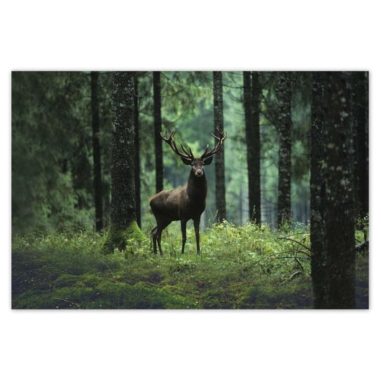 Plakat 90x60 Jeleń w lesie ZeSmakiem