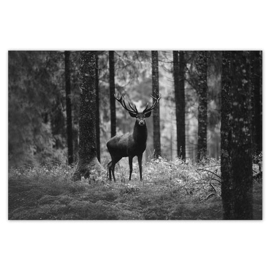 Plakat 90x60 Jeleń w lesie B&W ZeSmakiem