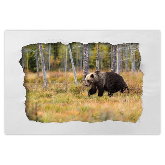 Plakat 90x60 Niedźwiedź w lesie ZeSmakiem