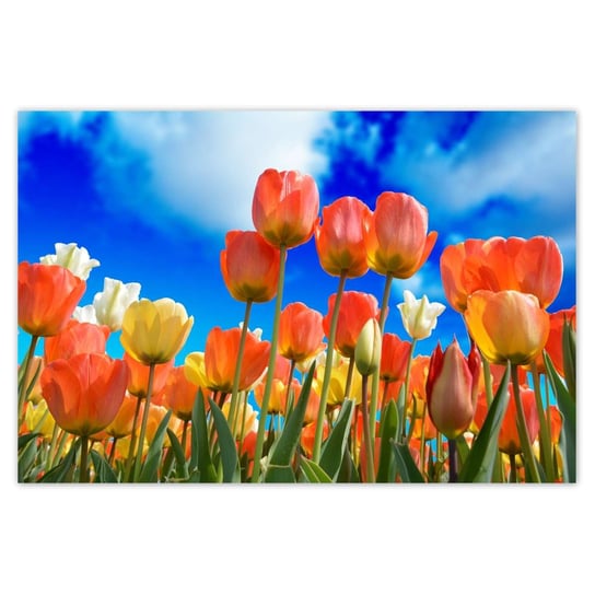 Plakat 93x62 Kolorowe tulipany Kwiaty ZeSmakiem