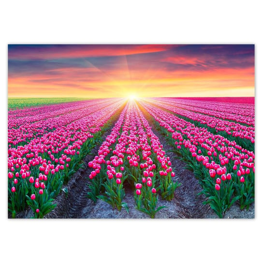 Plakat A0 POZIOM Morze tulipanów Kwiaty ZeSmakiem