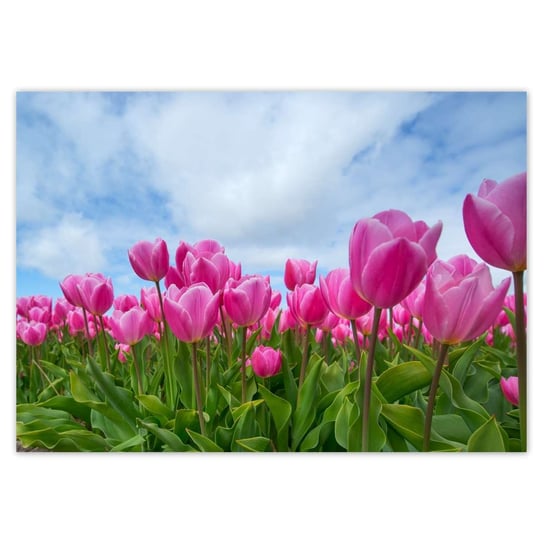 Plakat A0 POZIOM Tulipany Kwiaty Kwiatki ZeSmakiem