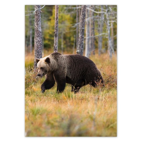 Plakat A1 PION Niedźwiedź w lesie ZeSmakiem