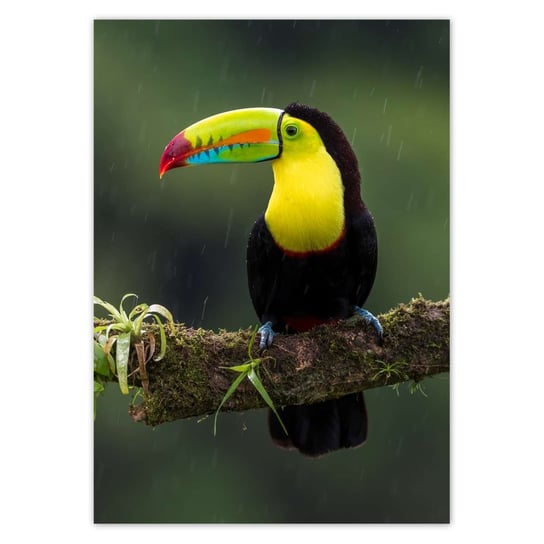 Plakat A2 PION Kolorowy tukan na gałęzi ZeSmakiem