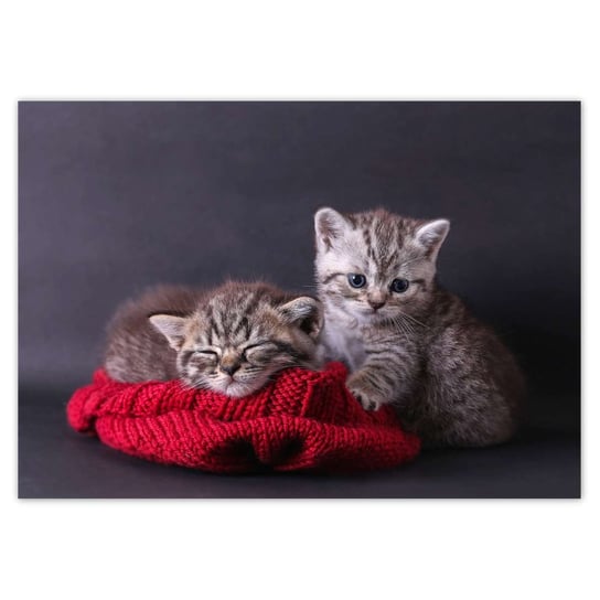 Plakat A2 POZIOM Dwa słodkie kotki ZeSmakiem