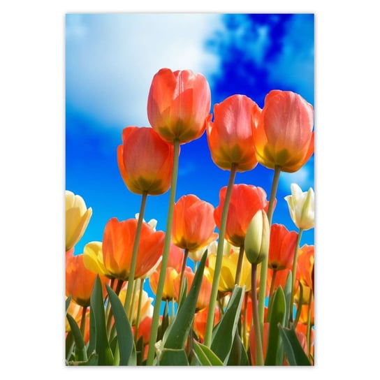 Plakat A3 PION Kolorowe tulipany Kwiaty ZeSmakiem
