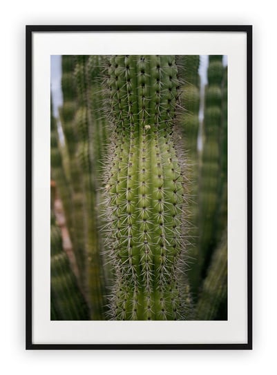 Plakat A4 21x30 cm  Kaktus zielony WZORY Printonia