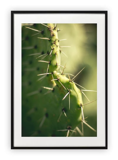 Plakat A4 21x30 cm  kolce kaktusa kaktus WZORY Printonia