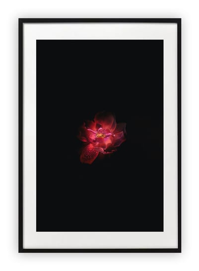 Plakat A4 21x30 cm  Roślina Kwiat Natura WZORY Printonia