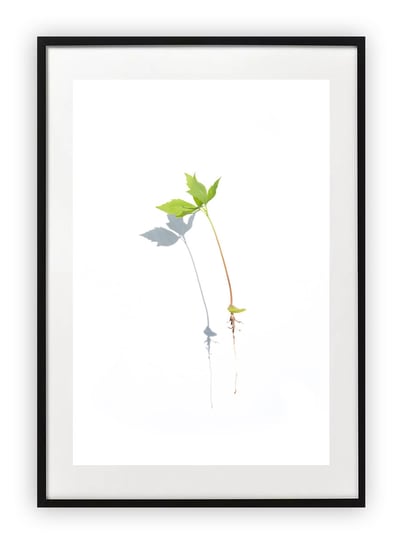 Plakat A4 21x30 cm  Roślina Kwiat WZORY Printonia