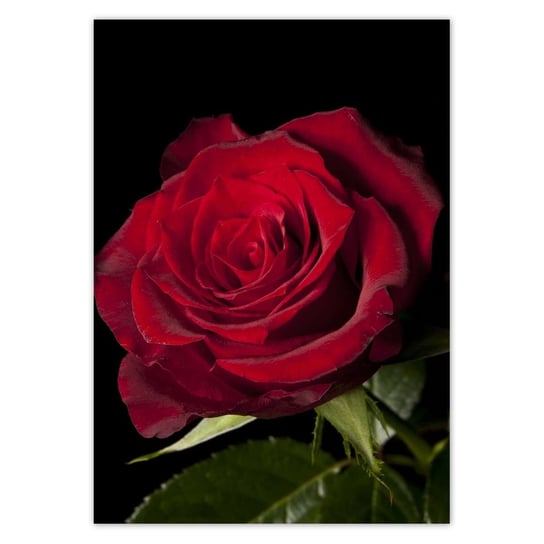 Plakat A4 PION Śliczna róża ZeSmakiem