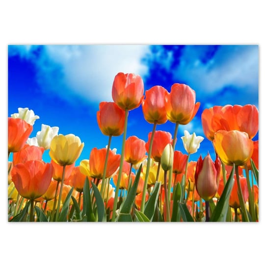 Plakat A4 POZIOM Kolorowe tulipany Kwiaty ZeSmakiem