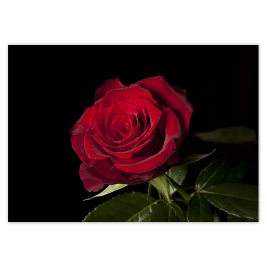 Plakat A4 POZIOM Śliczna róża ZeSmakiem