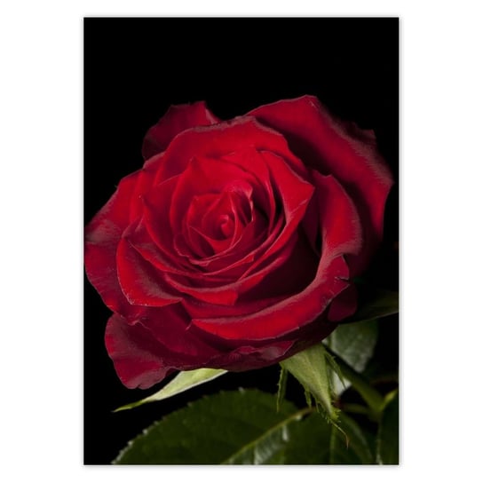Plakat A5 PION Śliczna róża ZeSmakiem