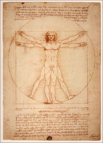 Plakat, Anatomia Leonardo da Vinci, 21x29,7 cm Inna marka