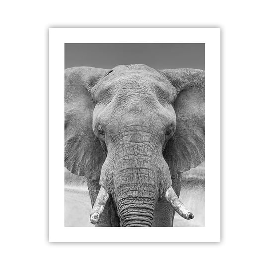 Plakat Arttor Witaj w moim świecie - 40x50 cm - Plakat bez ramy - Słoń, Afryka, Zwierzęta, Natura, Czarno-Biały - P2XPA40x50-5072 ARTTOR