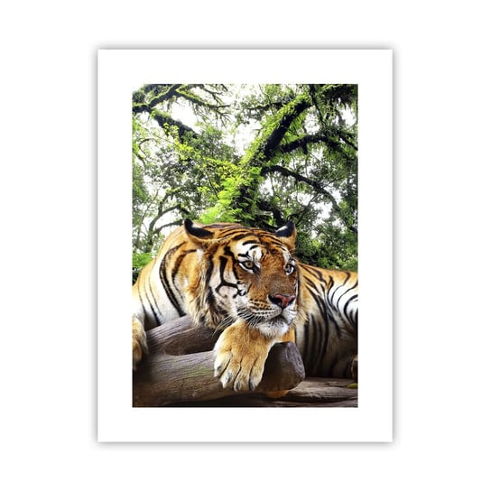Plakat Arttor Z wyrazami szacunku - 30x40 cm - Plakat bez ramy - Tygrys, Zwierzęta, Drapieżnik, Natura, Dżungla - P2XPA30x40-4166 ARTTOR