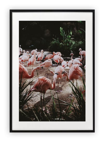 Plakat B1 70x100 cm Flamingi Flaming Przyroda WZORY Printonia