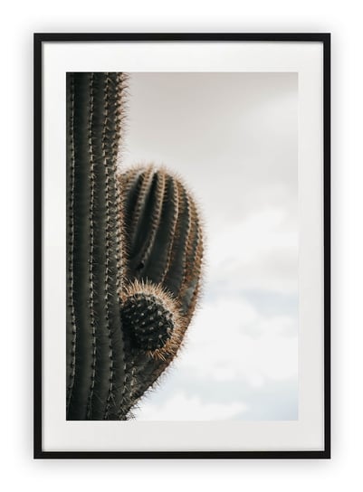 Plakat B1 70x100 cm Kaktus roślina zielona WZORY Printonia