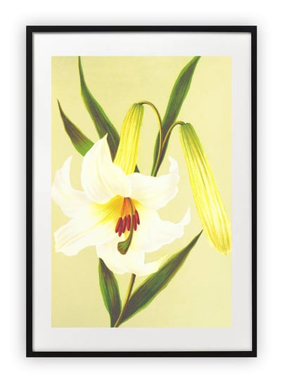 Plakat B1 70x100 cm Kwiat Rysunek Sztuka WZORY Printonia