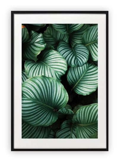 Plakat B1 70x100 cm Monstera Roślina WZORY Printonia