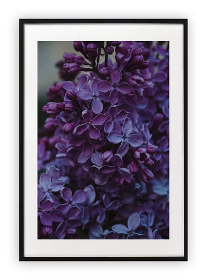 Plakat B2 50x70 cm Kwiat Fiolet Roślina WZORY Printonia