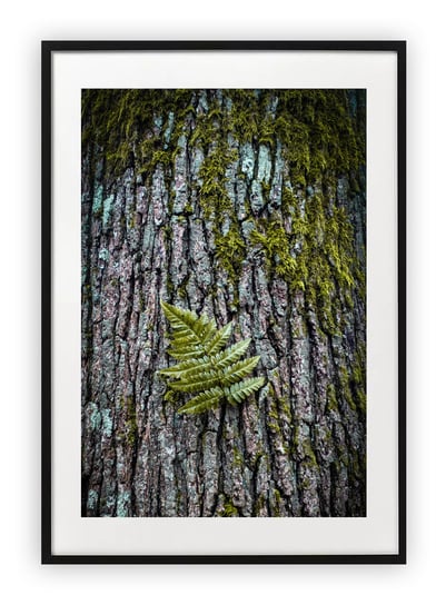 Plakat B2 50x70 cm Natura Drzewo Roślina WZORY Printonia