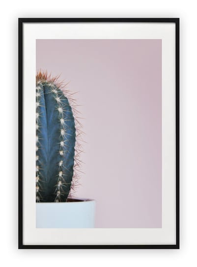 Plakat B2 50x70 cm Roślina Kaktus  WZORY Printonia